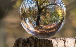 Bubble with forest celebrate enviroweek