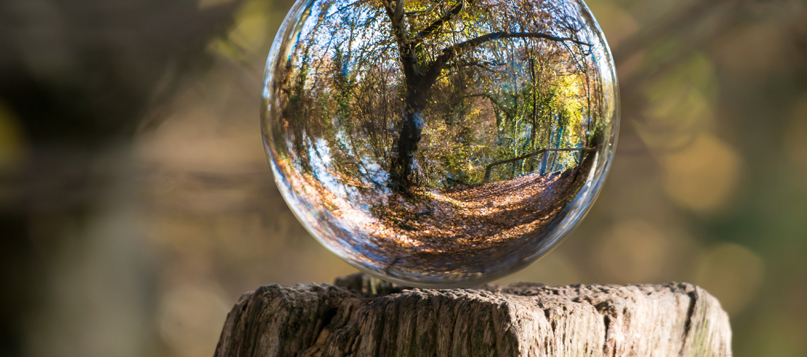 Bubble with forest celebrate enviroweek